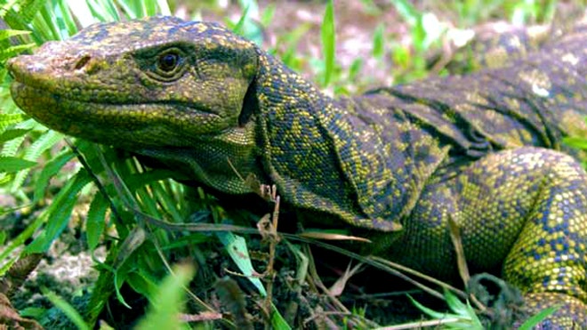 One Lizard, Two Penises